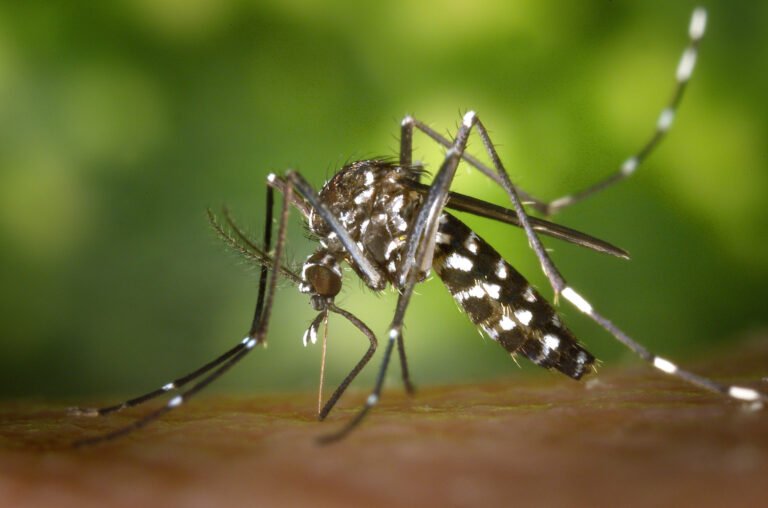 Santé : pourquoi les moustiques sont-ils attirés par certaines personnes que d’autres ? 1