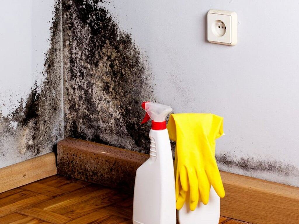 Astuce : comment éliminer la moisissure à la maison ? 2