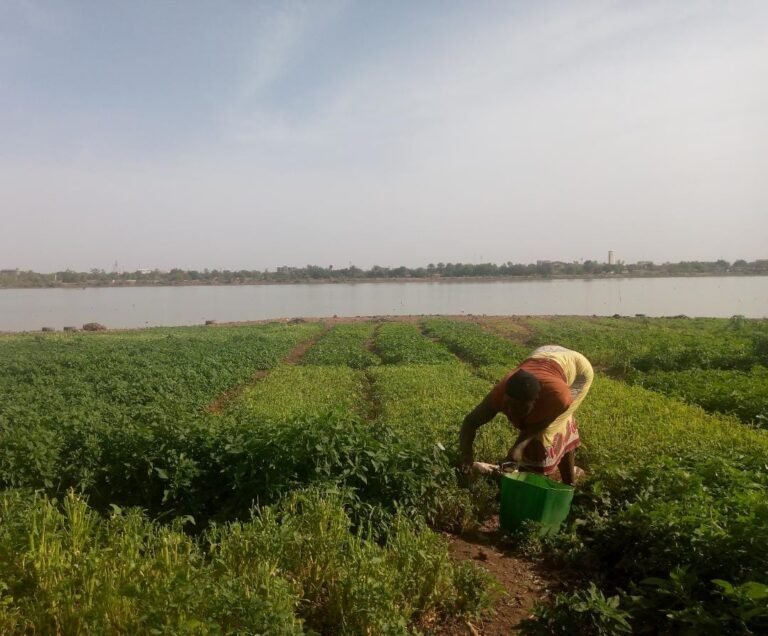 Barrage de Tanghin : Faucher des feuilles de légumes pour survivre, l’espoir des femmes 1