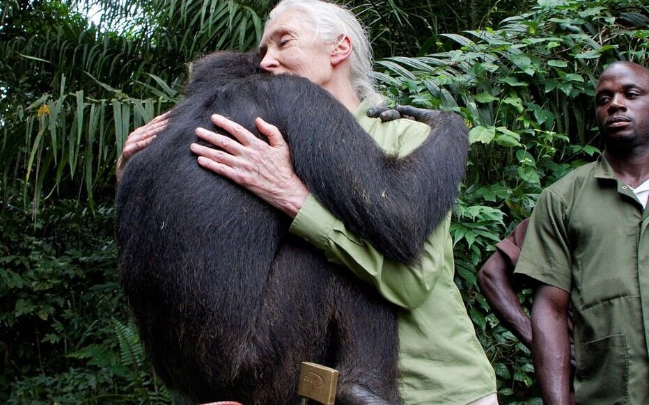 Jane Goodall : Une pionnière en matière d’étude des chimpanzés 4