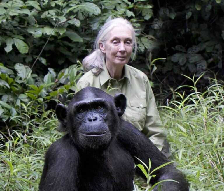 Jane Goodall : Une pionnière en matière d’étude des chimpanzés 1