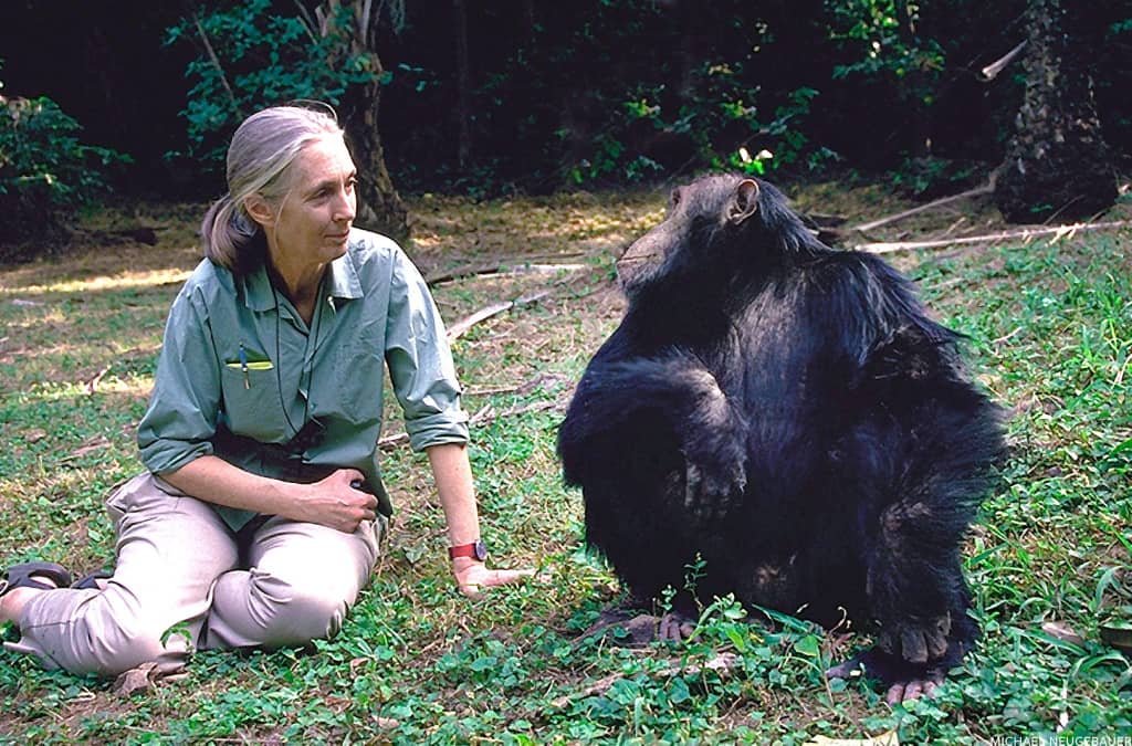 Jane Goodall : Une pionnière en matière d’étude des chimpanzés 2