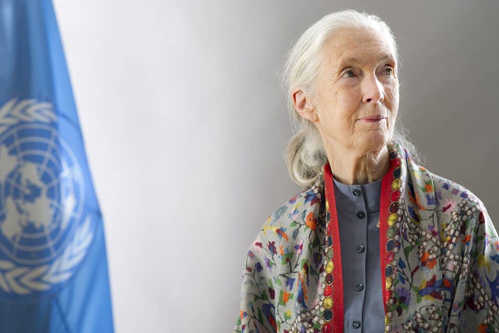 Jane Goodall : Une pionnière en matière d’étude des chimpanzés 5