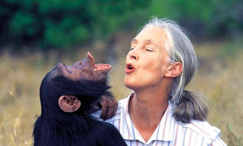 Jane Goodall : Une pionnière en matière d’étude des chimpanzés 3