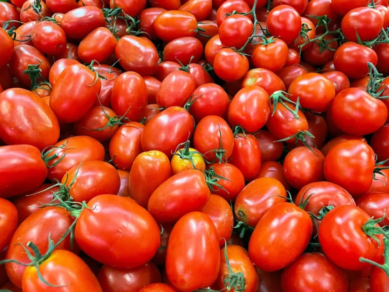 La tomate : Le nouvel or rouge des marchés et yaars de Ouagadougou 4