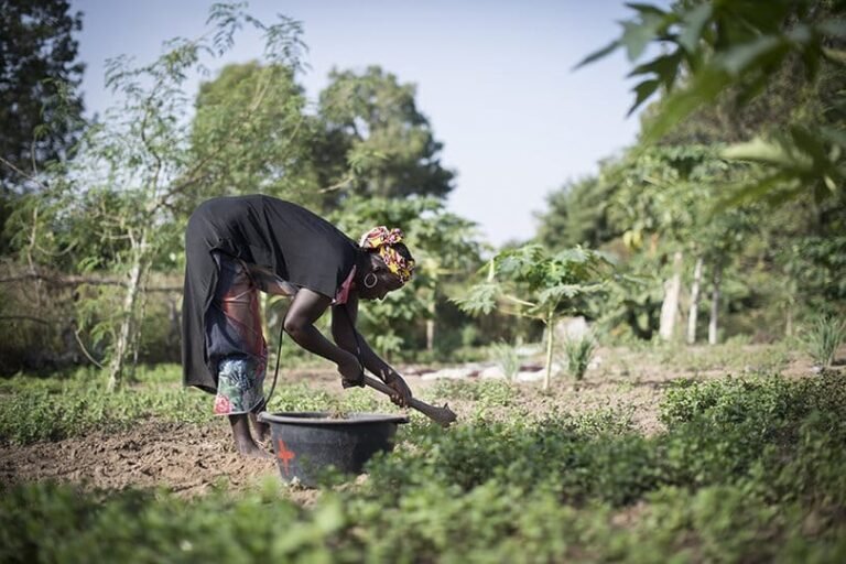 Sahel : L'agroécologie pour une sécurité alimentaire et environnementale durable 3
