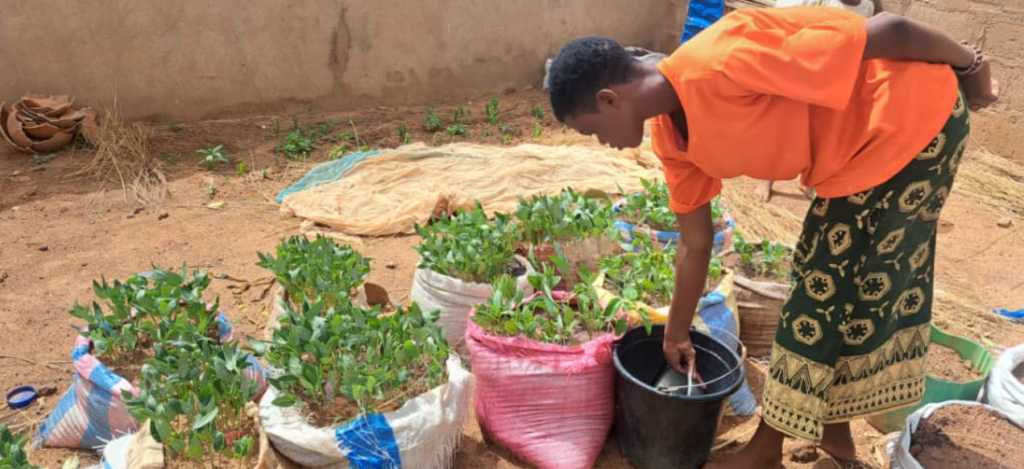 Agriculture hors-sol : L'armes des femmes ''PDI'' contre l'insécurité alimentaire 5