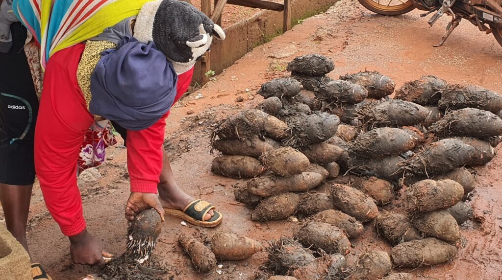 Le Taro : Une source de vie à Bobo-Dioulasso 2