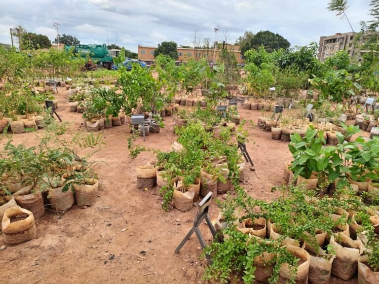 Eclosion botanique : 30 000 plantes de diverses variétés en exposition vente 10