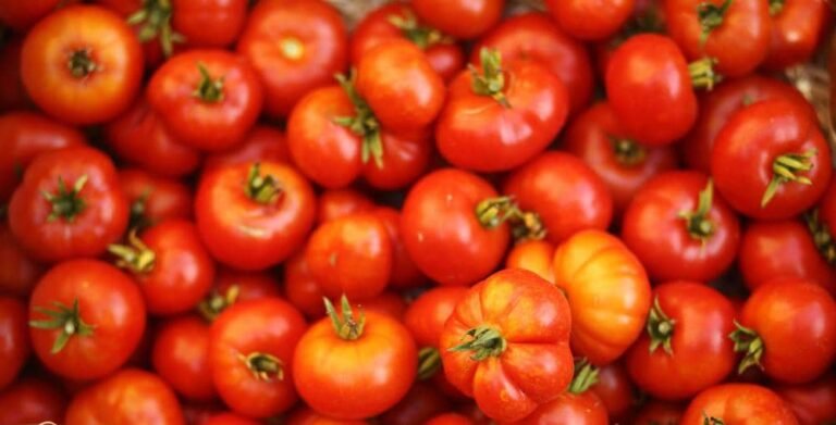 Kombissiri : La caisse de tomates de 60 000 vendu 7500 FCFA et le panier de 3000 à 500FCFA cause de faible demande 1