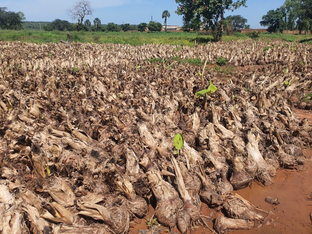 Sylvie Kassongo : Une pionnière de la culture de banane plantain au Burkina 3