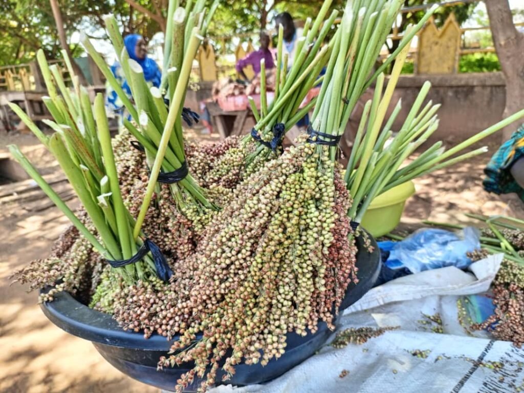 Les graines de sorgho: Une bonne affaire pour des femmes à Ouagadougou