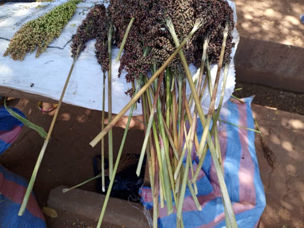 Les graines de sorgho: Une bonne affaire pour des femmes à Ouagadougou 6