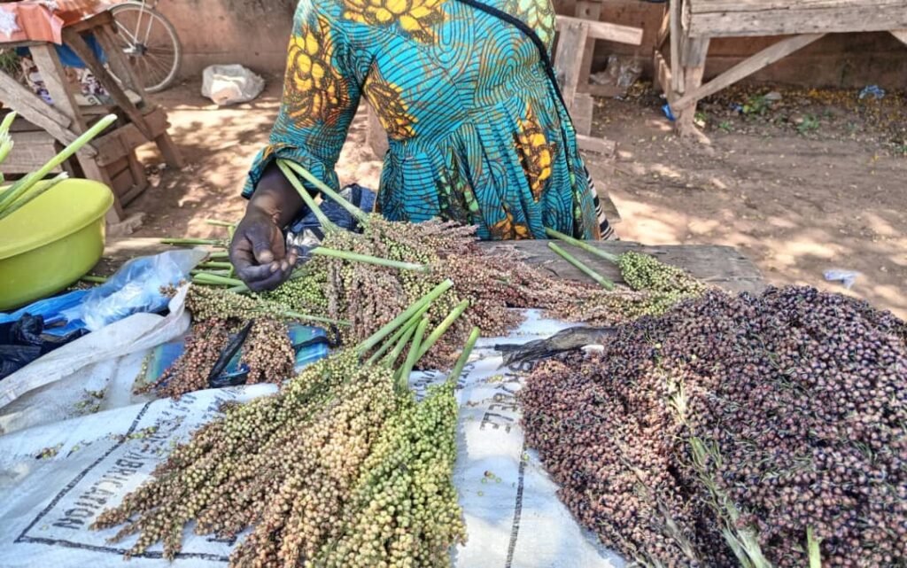 Les graines de sorgho: Une bonne affaire pour des femmes à Ouagadougou 2