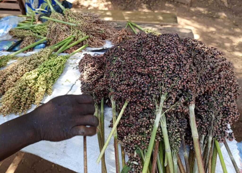 Les graines de sorgho: Une bonne affaire pour des femmes à Ouagadougou 3