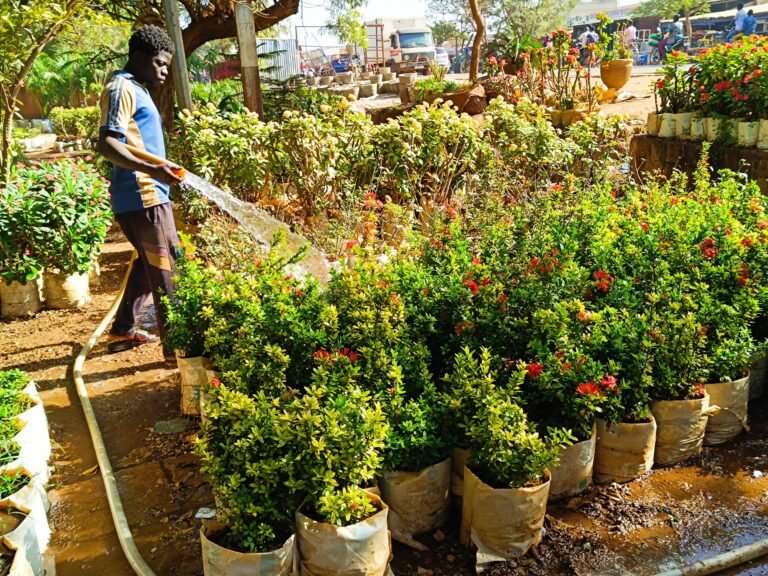 Pépinière à Ouagadougou : La résilience face aux saisons arides 9