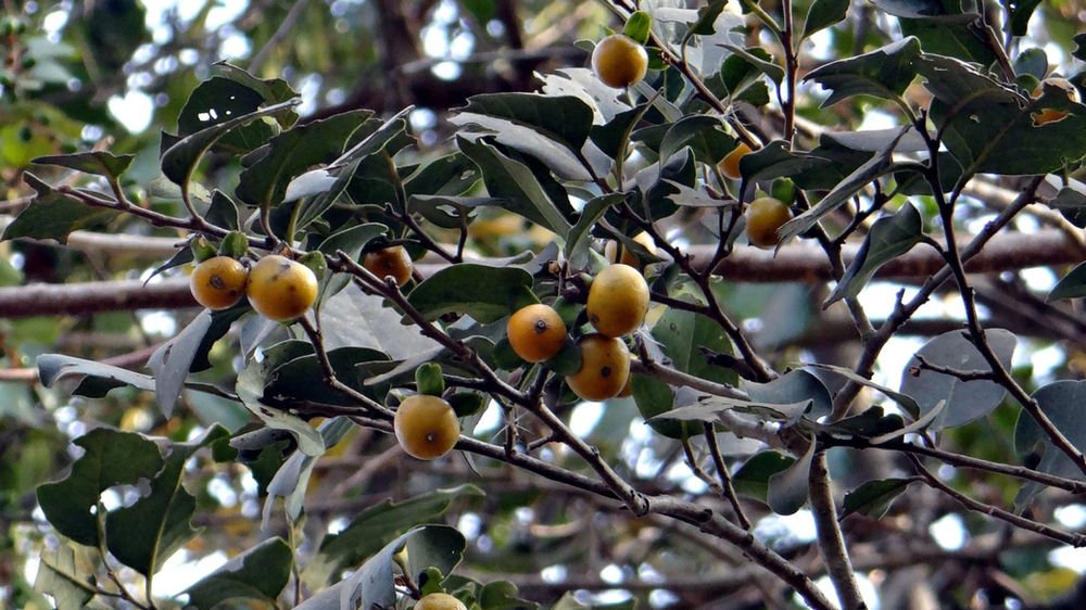 L’ébénier d’Afrique ou ‘’Gāanka’’ : Un trésor naturel aux innombrables vertus 2