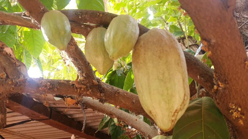 Bobo-Dioulasso : Latifatou, la femme qui cultive du cacao à domicile depuis 2017 2