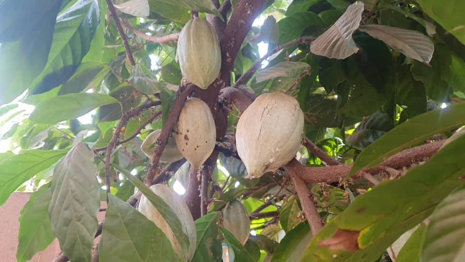 Bobo-Dioulasso : Latifatou, la femme qui cultive du cacao à domicile depuis 2017 4