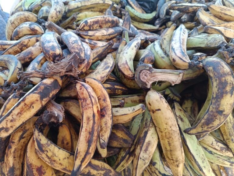 La banane plantain : Un mets prisé par les Burkinabè à l’approche des fêtes 3