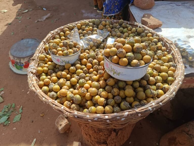 L’ébénier d’Afrique ou ‘’Gāanka’’ : Un trésor naturel aux innombrables vertus 7