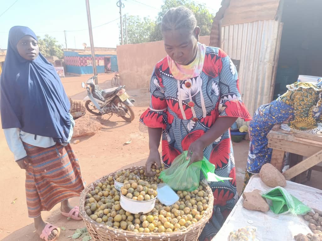 L’ébénier d’Afrique ou ‘’Gāanka’’ : Un trésor naturel aux innombrables vertus 4