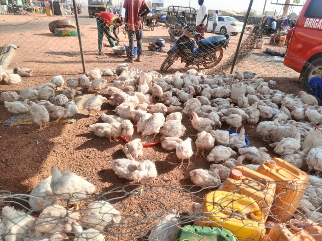 Ouagadougou : Le rond-point de la Transition transformé en marché de volailles pendant les fêtes de fin d’année