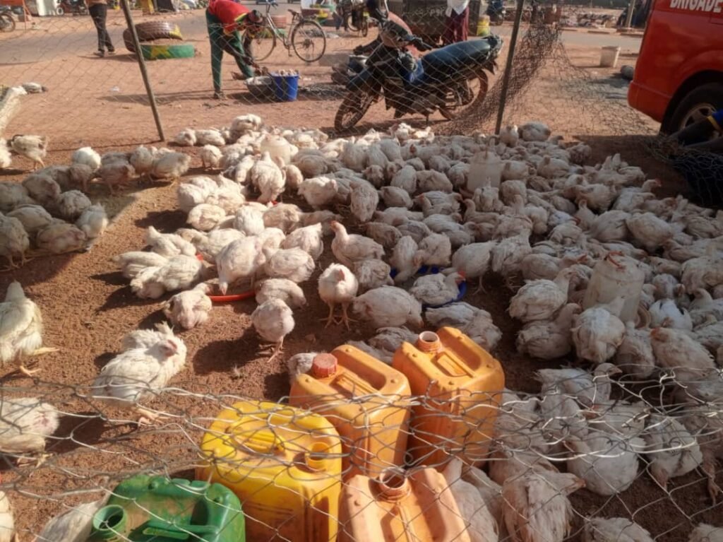 Ouagadougou : Le rond-point de la Transition transformé en marché de volailles pendant les fêtes de fin d’année 4