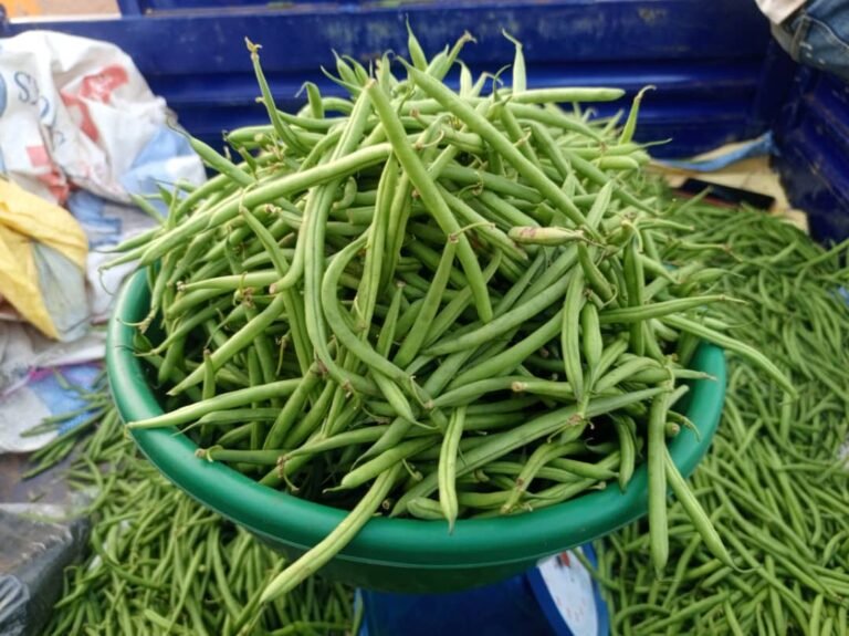 Haricot vert : Le légume le plus présent dans des menus festifs 3