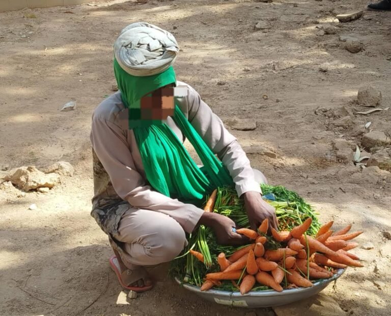 La carotte : La vedette des marchés et Yaars en période de sécheresse 5