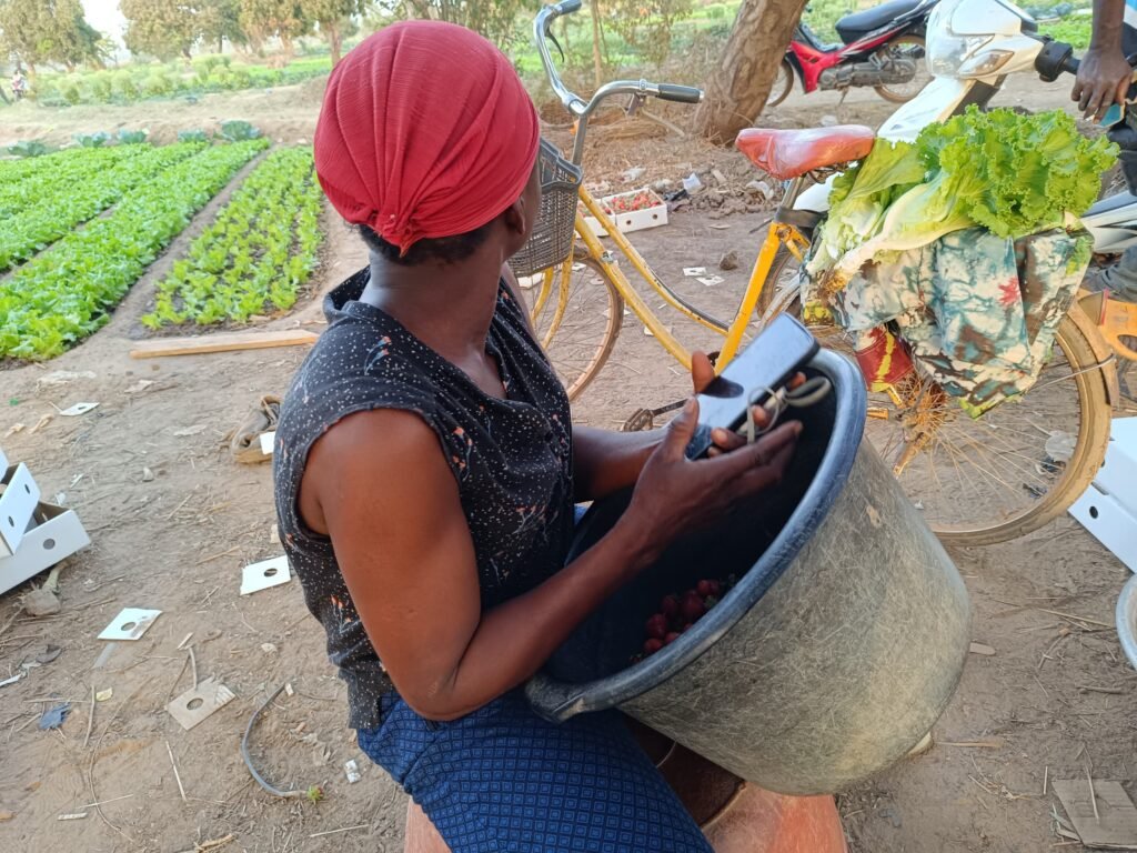 La fraise du Burkina : Ce fruit qui se vend même au-delà de nos frontières 4