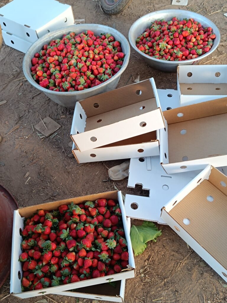 La fraise du Burkina : Ce fruit qui se vend même au-delà de nos frontières 5