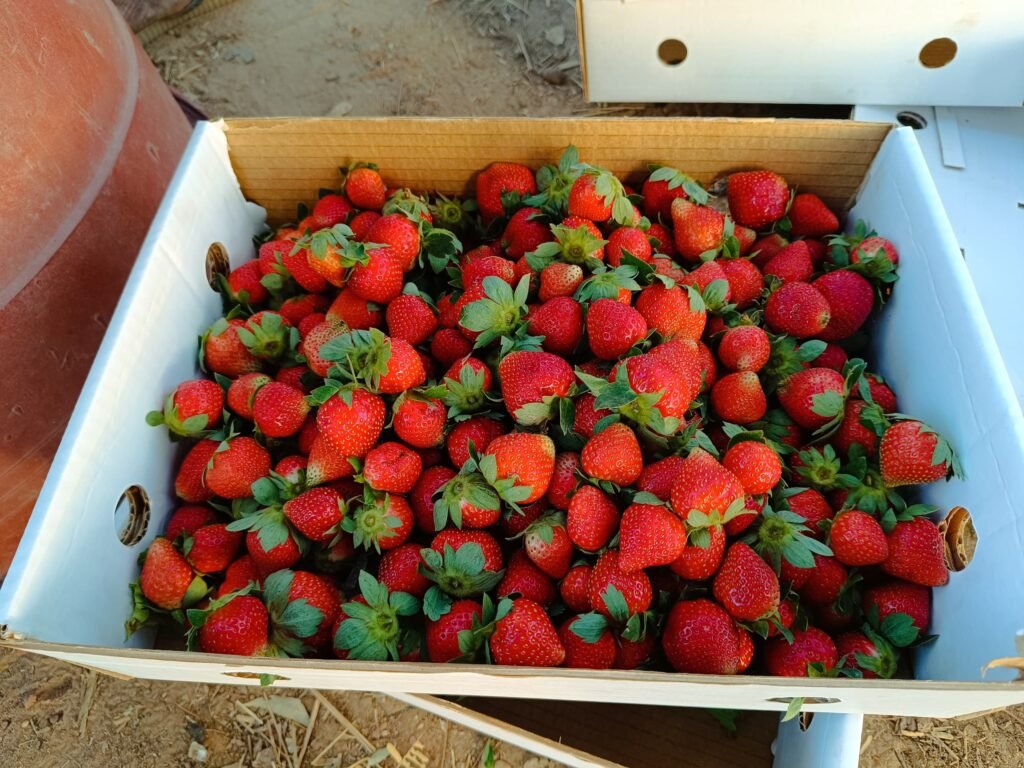 La fraise du Burkina : Ce fruit qui se vend même au-delà de nos frontières 6