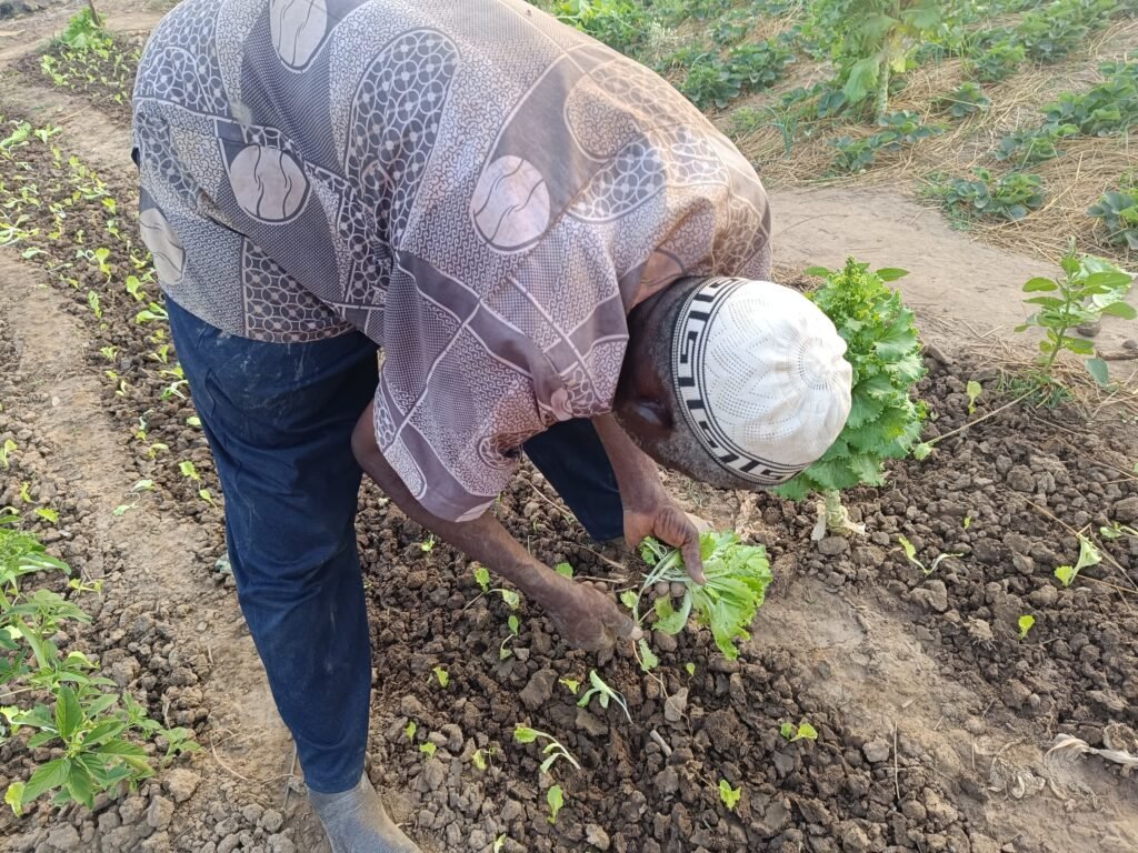 La fraise du Burkina : Ce fruit qui se vend même au-delà de nos frontières 7