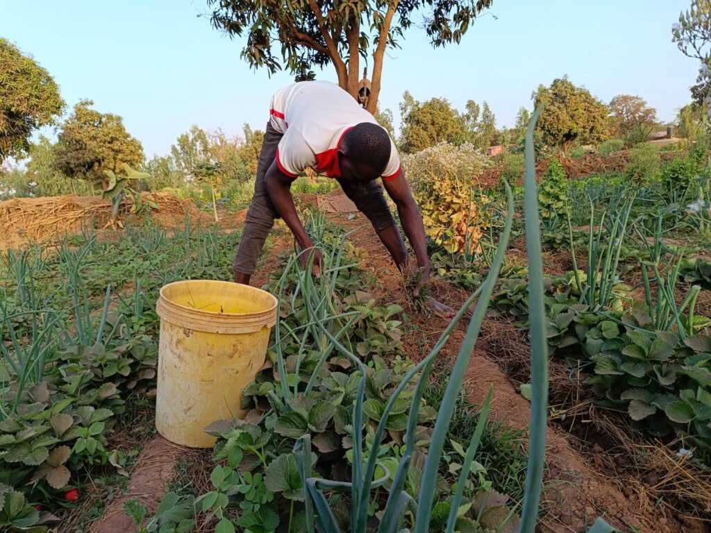 La fraise du Burkina : Ce fruit qui se vend même au-delà de nos frontières 3