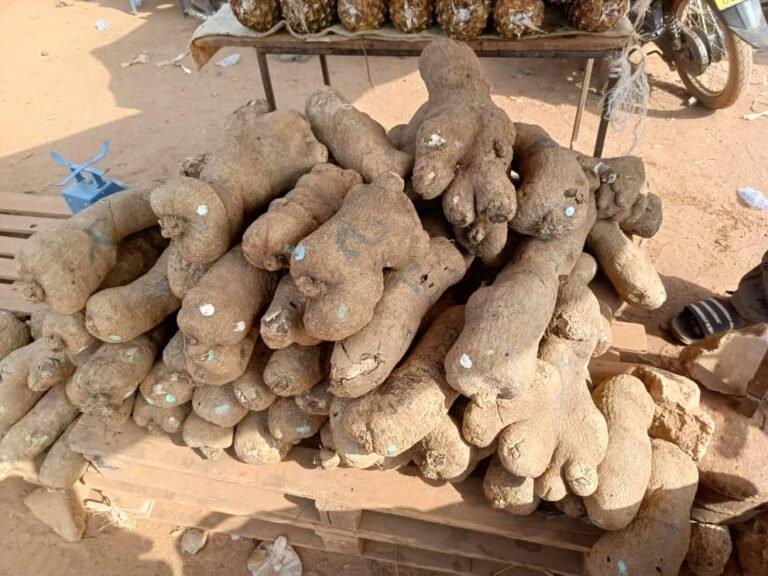 Igname : Ce légume se vend cher qu’en saison sèche 1