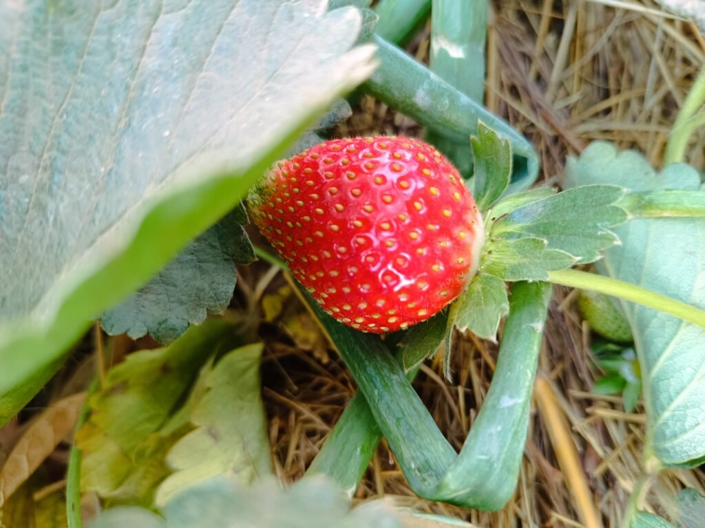 La fraise du Burkina : Ce fruit qui se vend même au-delà de nos frontières 2